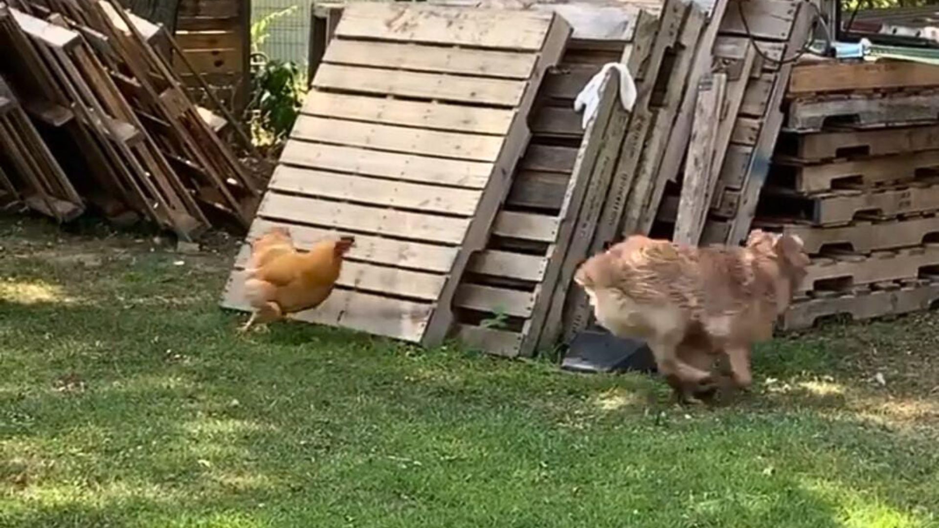 rooster chasing a dog