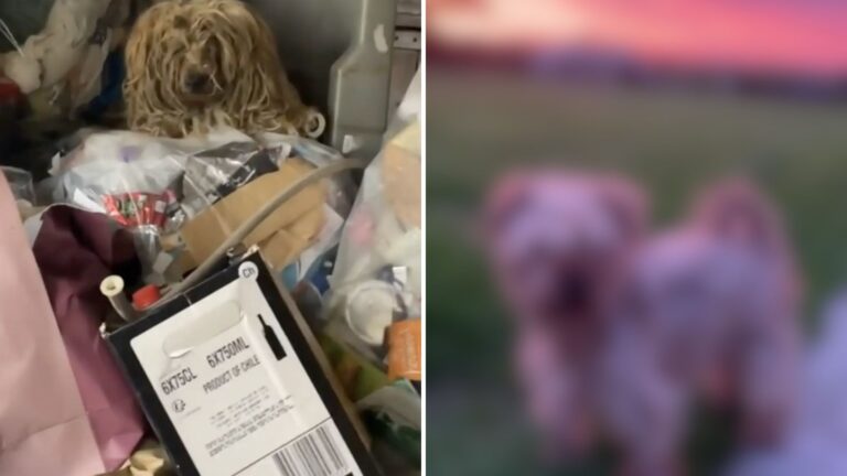 hairy dog rescued from dumpster