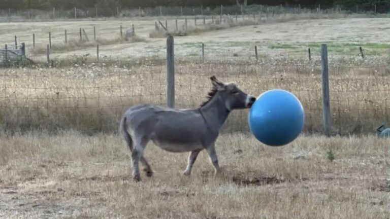 the owners of the donkey passed away