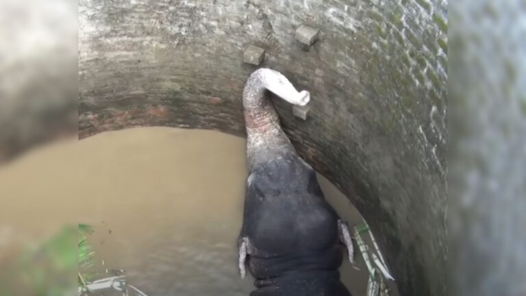 Elephant Falls Into An Open Well