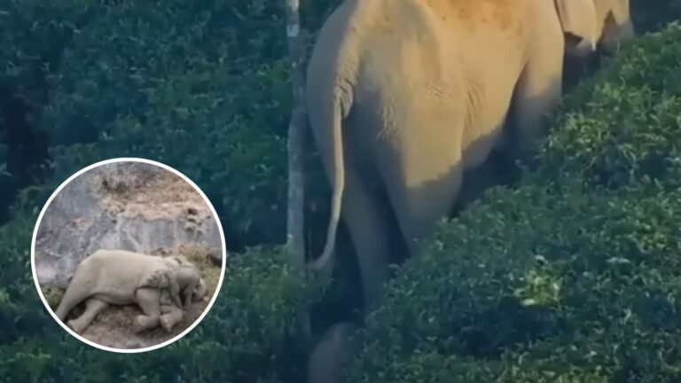 elephant mother with her baby