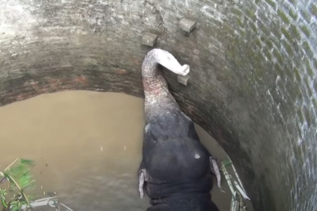 Elephant tries to get out of the well