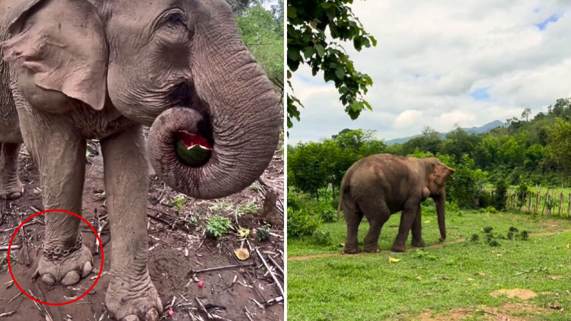 adult chained elephant