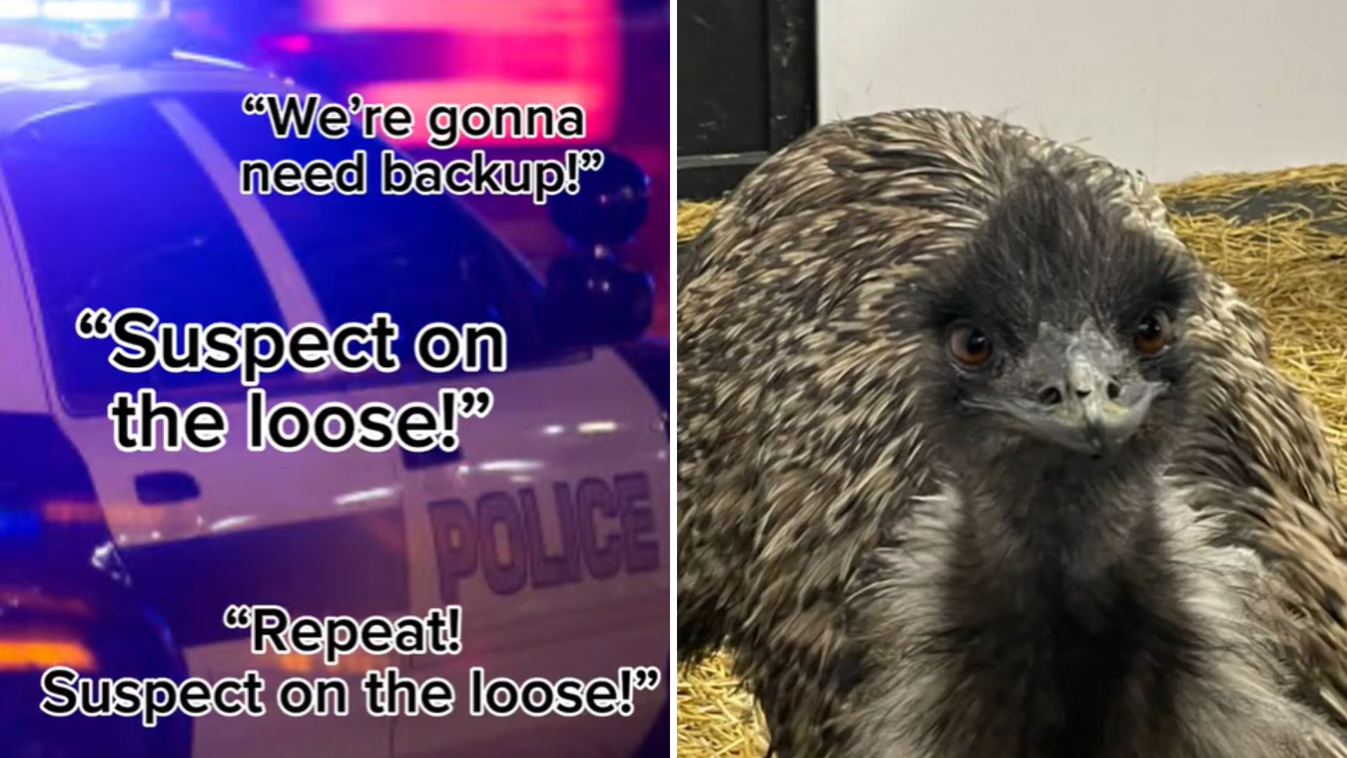 Emu On The Loose Sparks High-Speed Police Chase Down In Washington