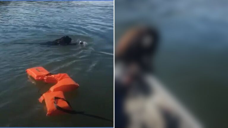 fishermans saves monkey from drowning