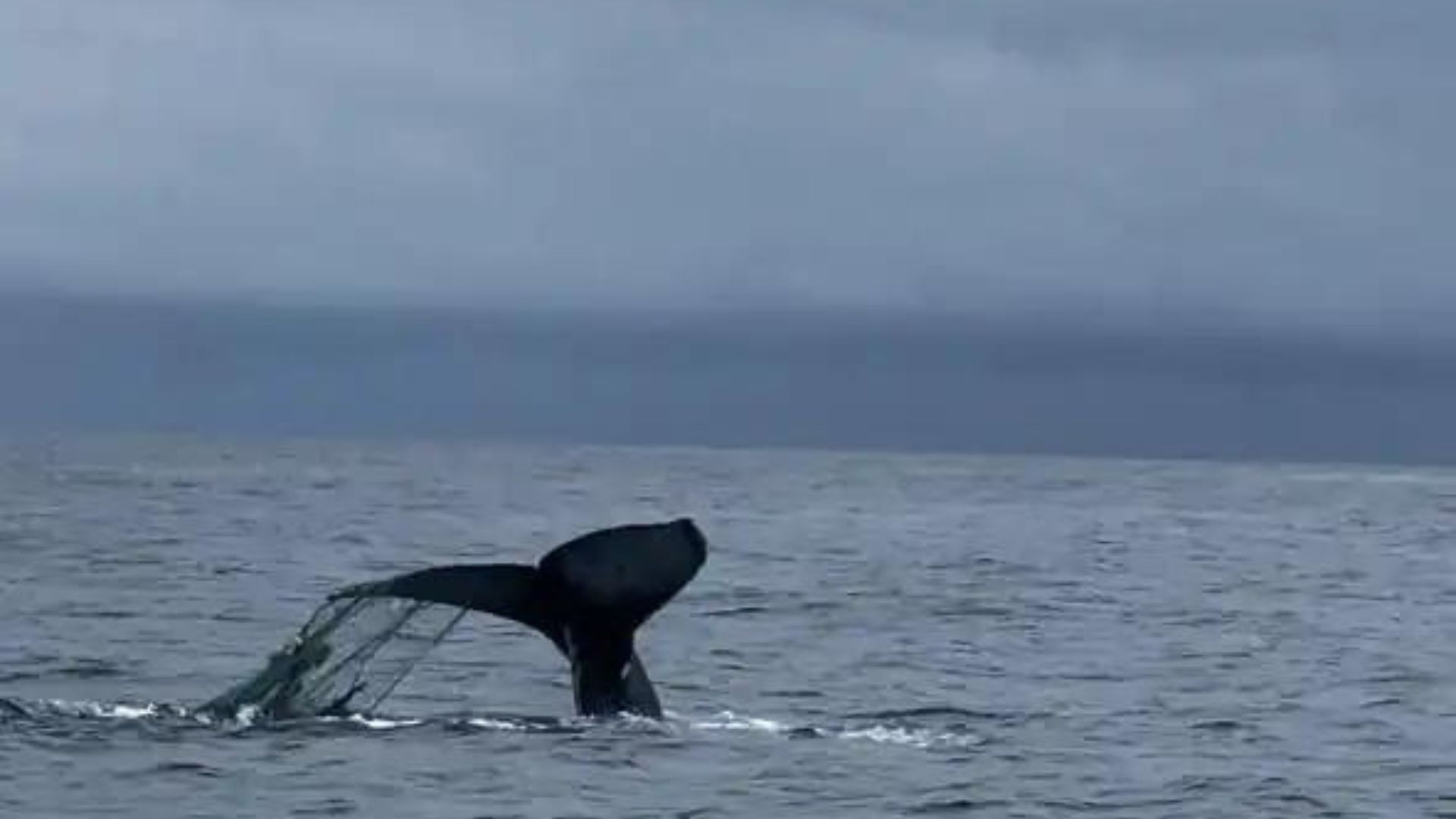 whale swimming