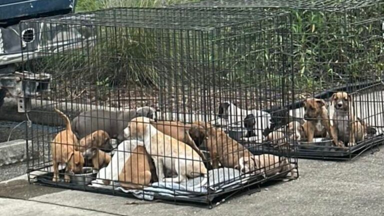 abandoned puppies in crates