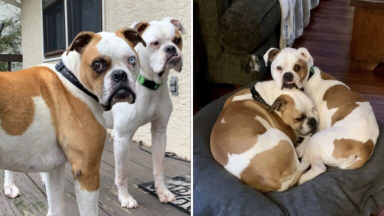 blind dog and his son