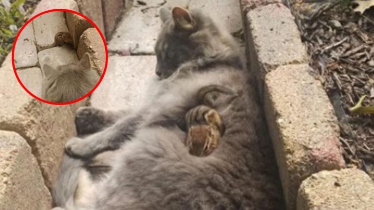 cat cuddling with a squirrel