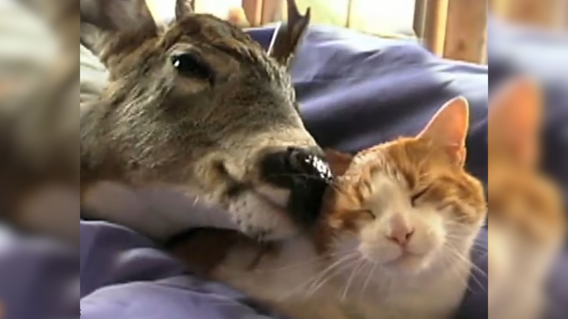 Ginger Cat Who's Been The Perfect Mom To A Deer