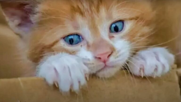 scrawny kitten