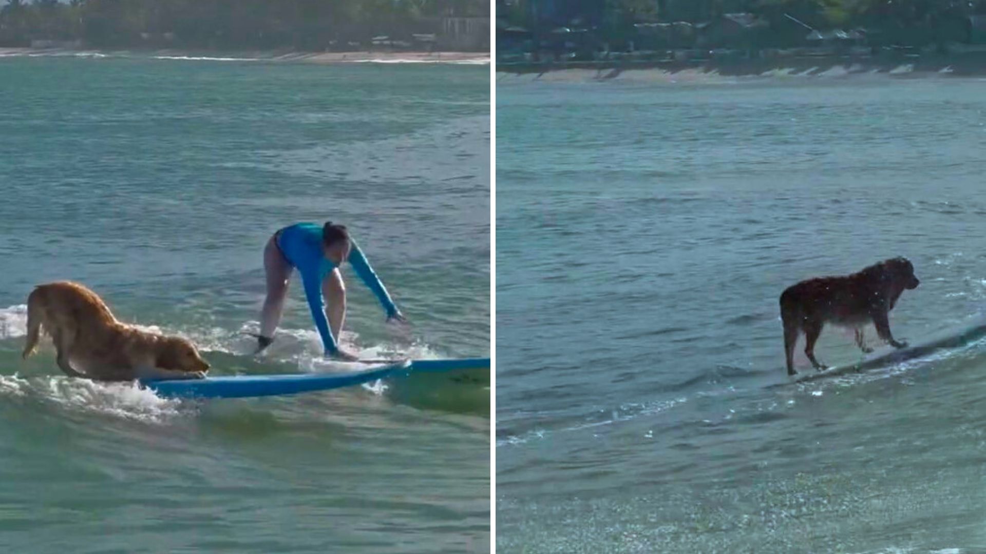 retriever surfing on waves