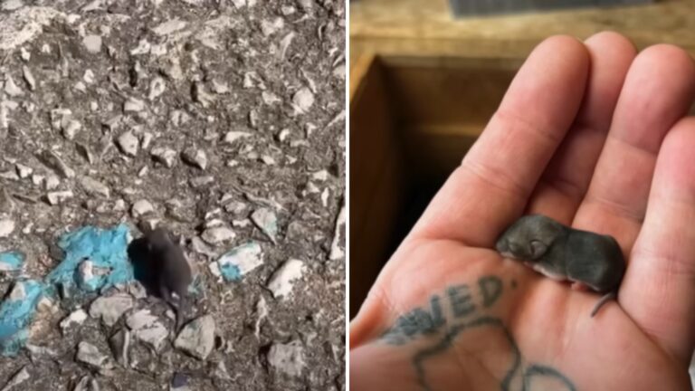 Hair Saloon Owner Finds The Tiniest Helpless Animal