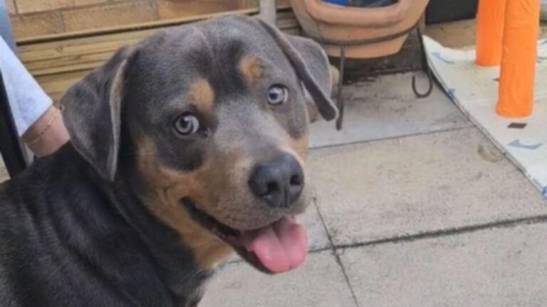 Dachshund Rottweiler Mix