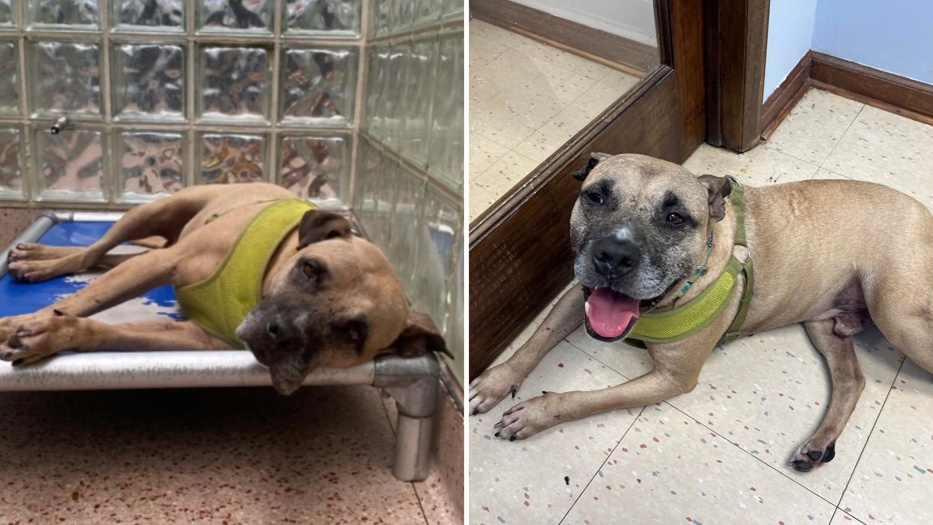 Heartbroken Dog Finds Himself Back In A Shelter