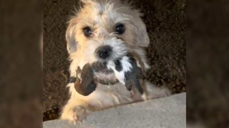 Heartbroken Mama Dog Carries One Of Her Pups