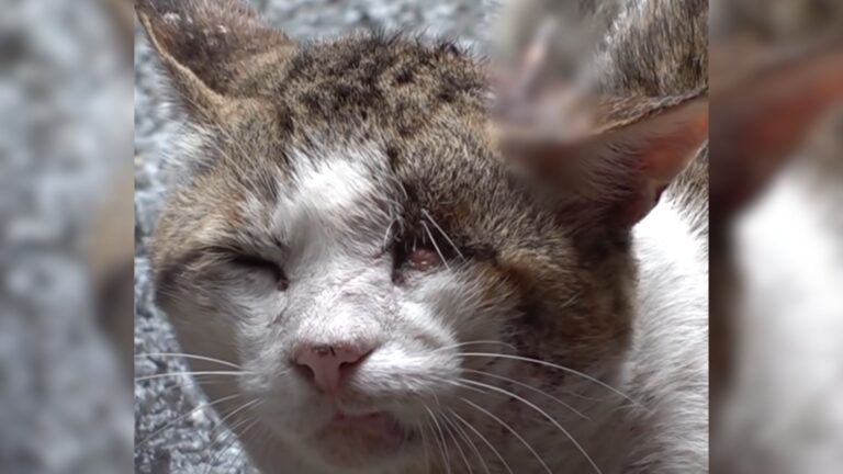 cat with head injury