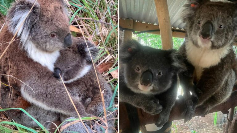 injured koala
