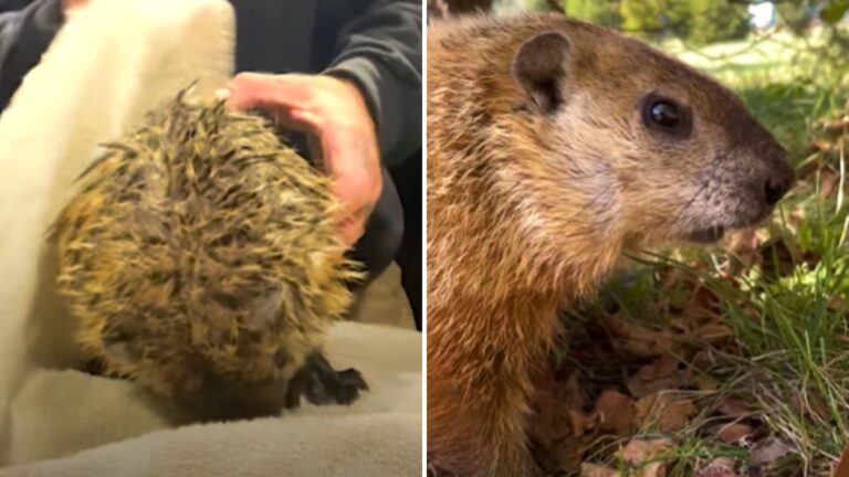 rescued groundhog