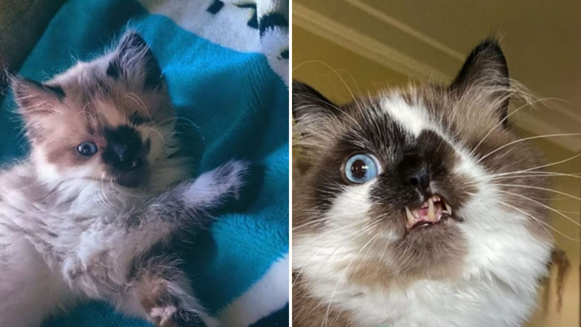 Kitten With A Unique Face Was Moments Away From Euthanasia But A Compassionate Woman Saved Him