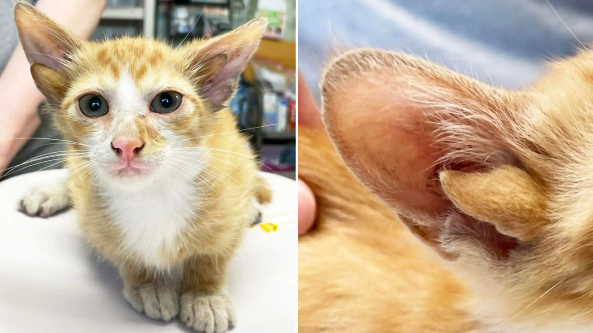 kitten with rare mutation