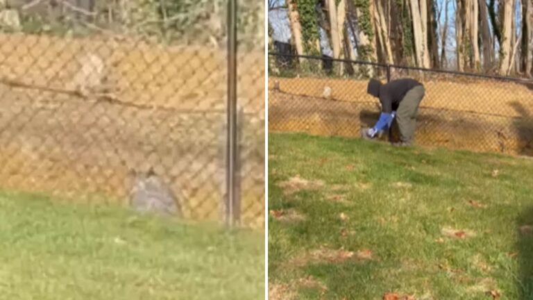 man saving an owl