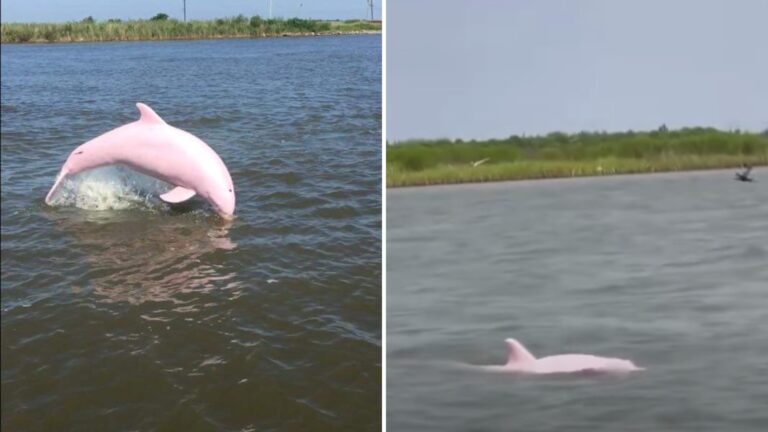 Pink Dolphin In Lake Calcasieu