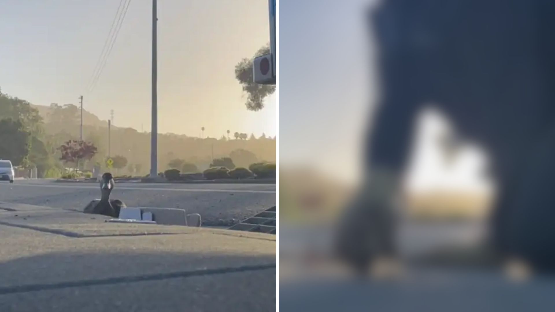 Mama Duck Stands Over Storm Drain, Desperately Begging Passersby For Help