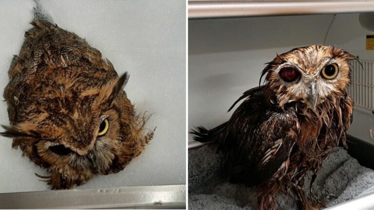 Man Notices Owl Stuck In Manure Pit