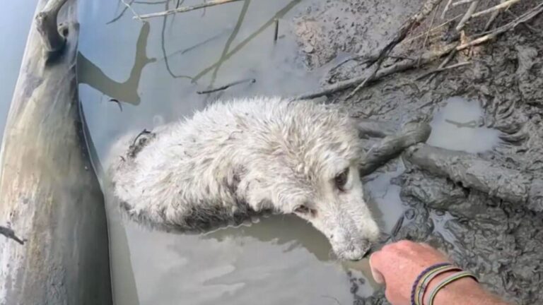 dog in mud