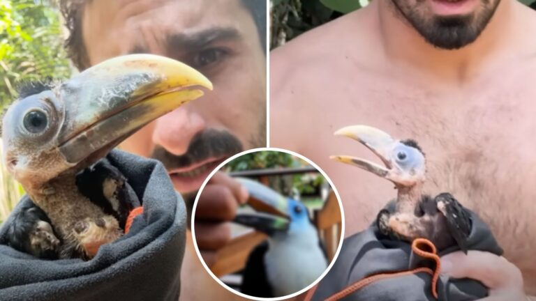 Man Rescues A Baby Toucan