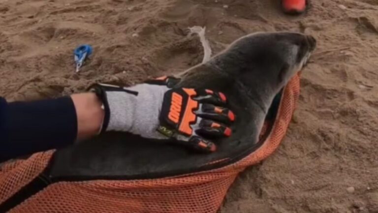 baby seal
