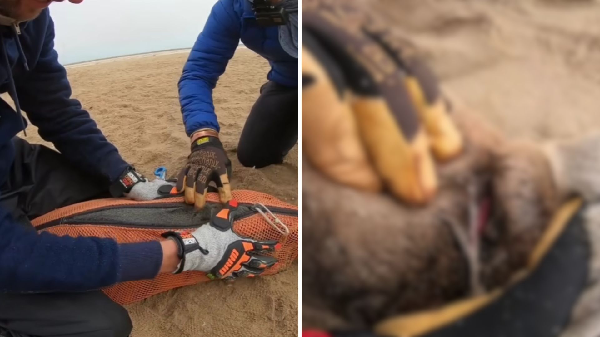 man rescues baby seal