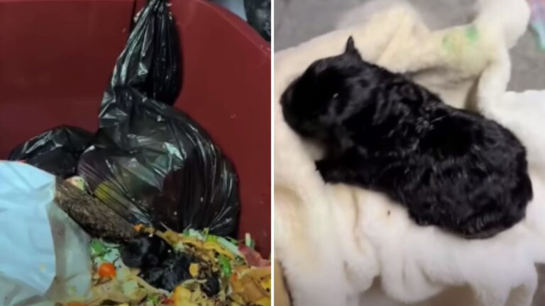 man found puppy in a trash