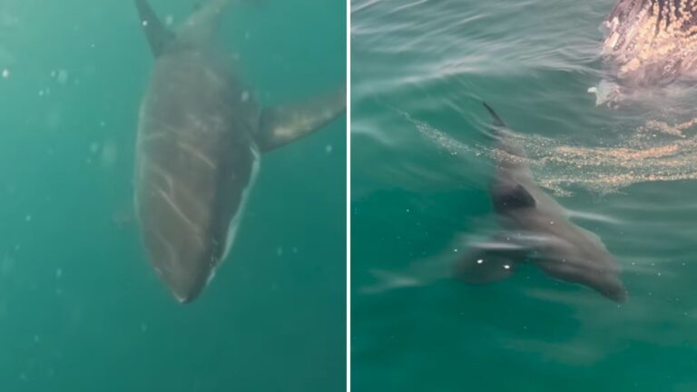 massive great white shark