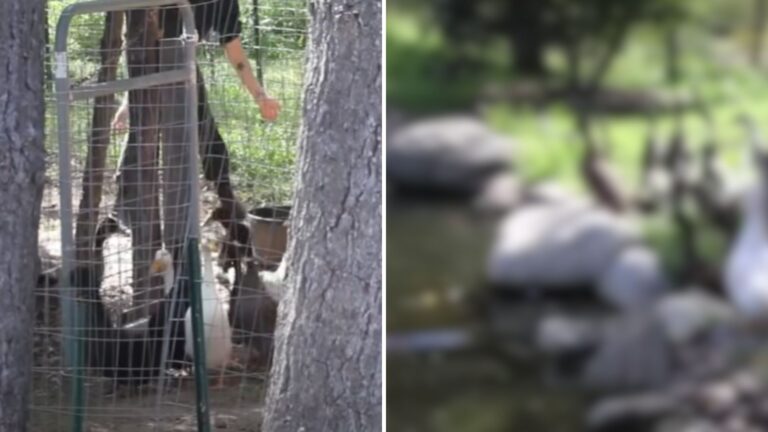 Neglected Ducks Go Into Water For The First Time