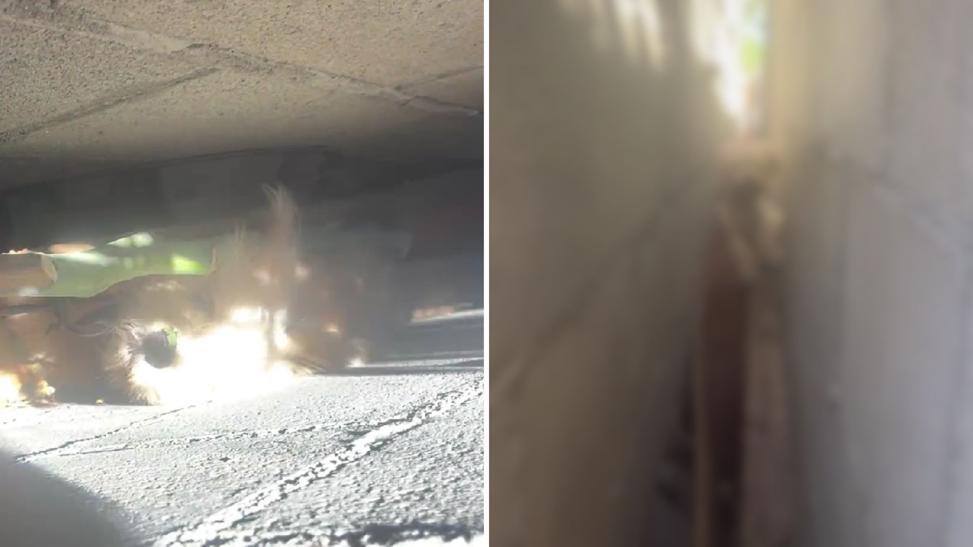 Neighbors Realize That Someone Furry Is Living In Between Their Garage Walls