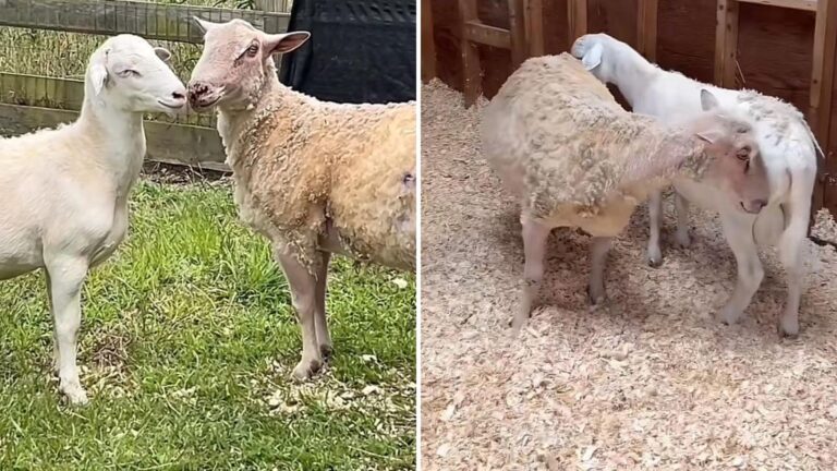 two rescued sheep