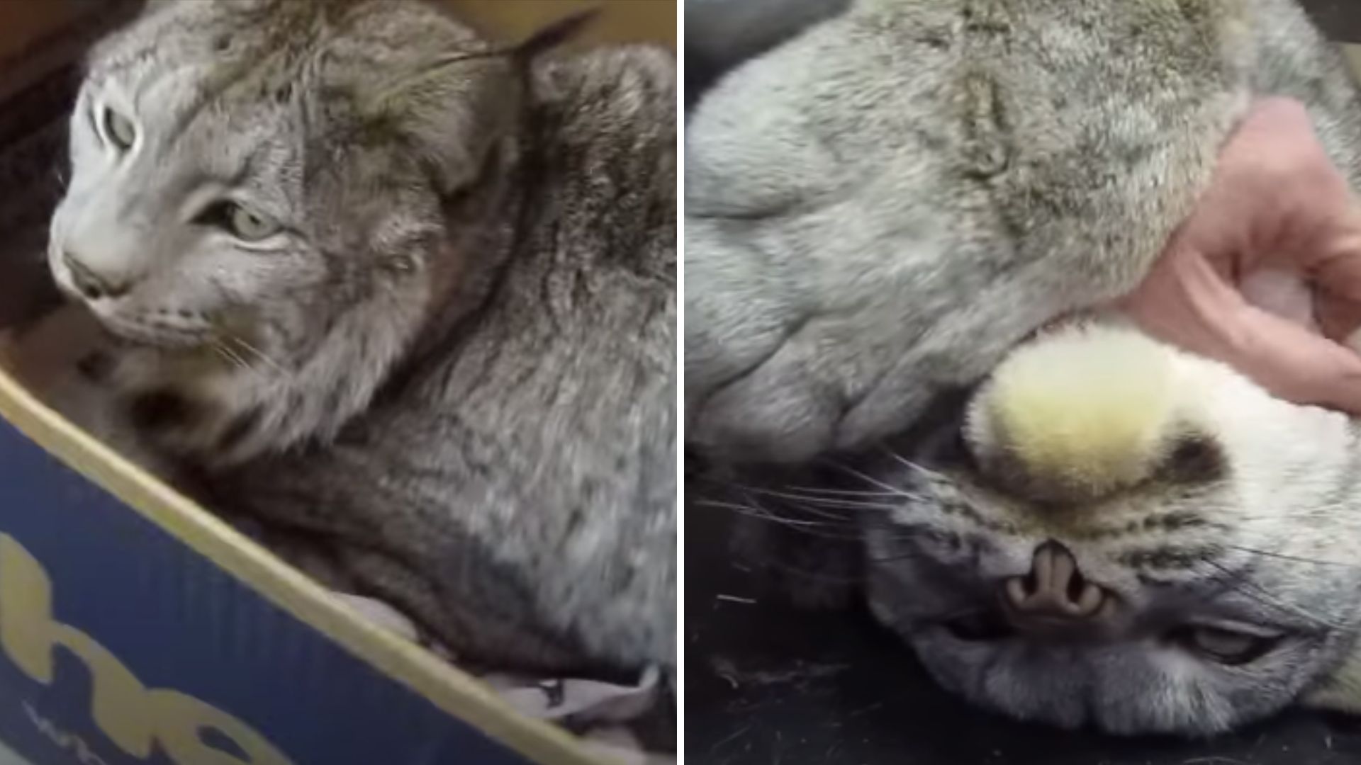 Non-Domesticated Cat Goes Viral For His Calm Nature, Proving He’s Not Entirely A Wild Cat