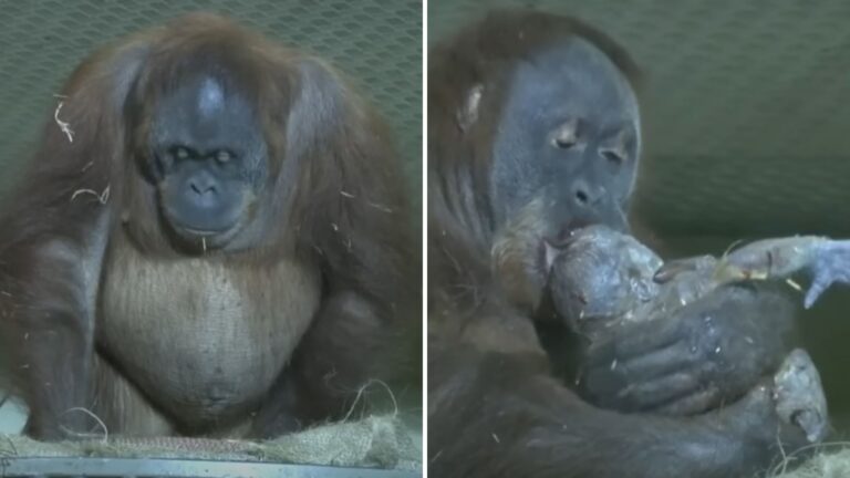 orangutan mother