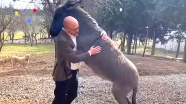 Orphaned Donkey Can’t Stop Hugging The Person