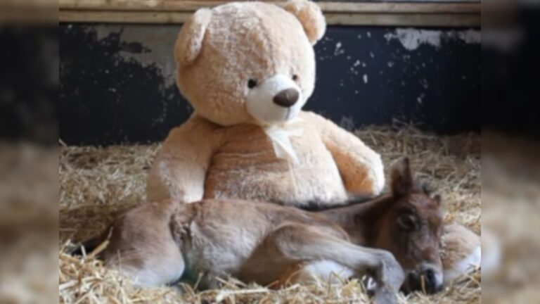 orhpaned wild pony with teddy bear
