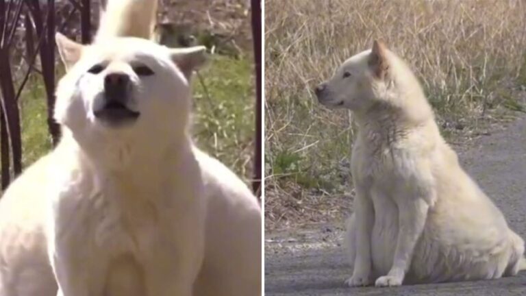 abandoned dog