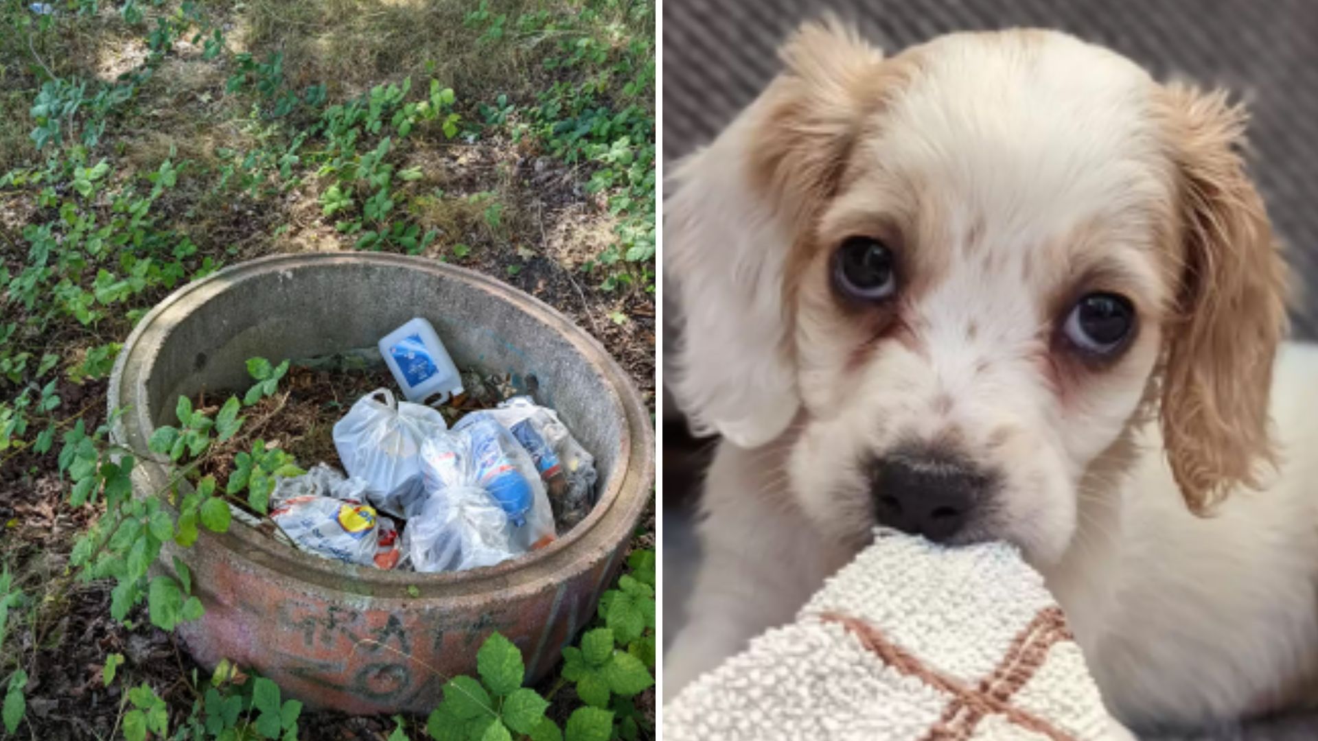 puppy left in a garbage bin