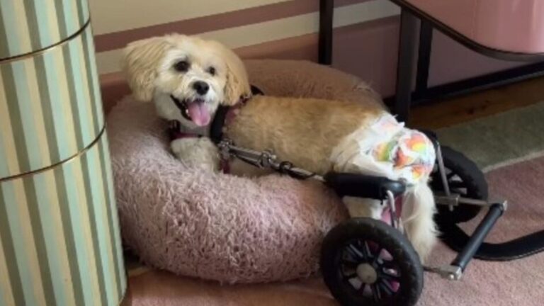 paralyzed dog