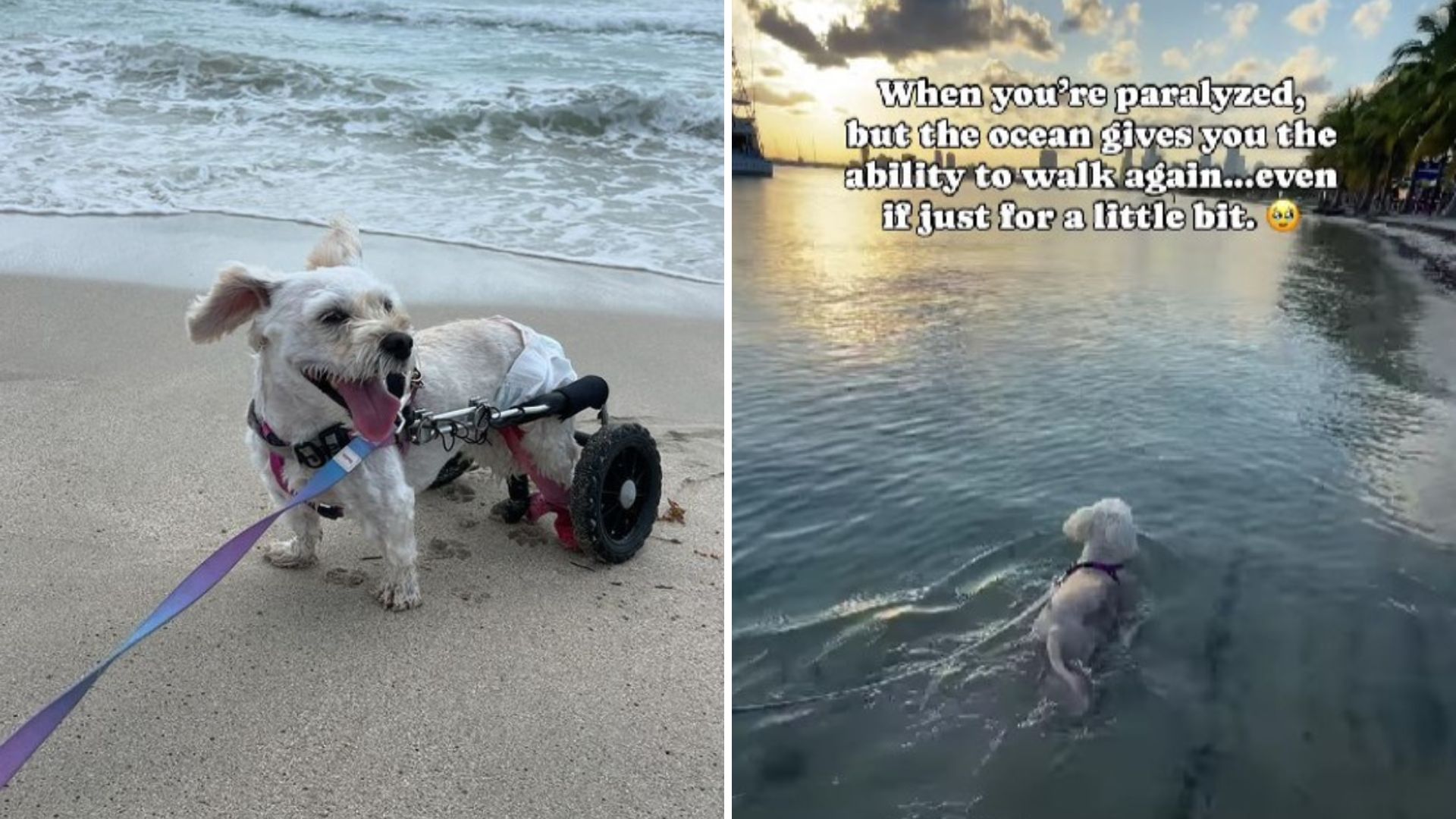 Paralyzed Dog’s Dream Comes True When He Dips His Paws In The Ocean And Walks For The First Time