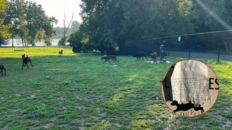 six puppies found in a park