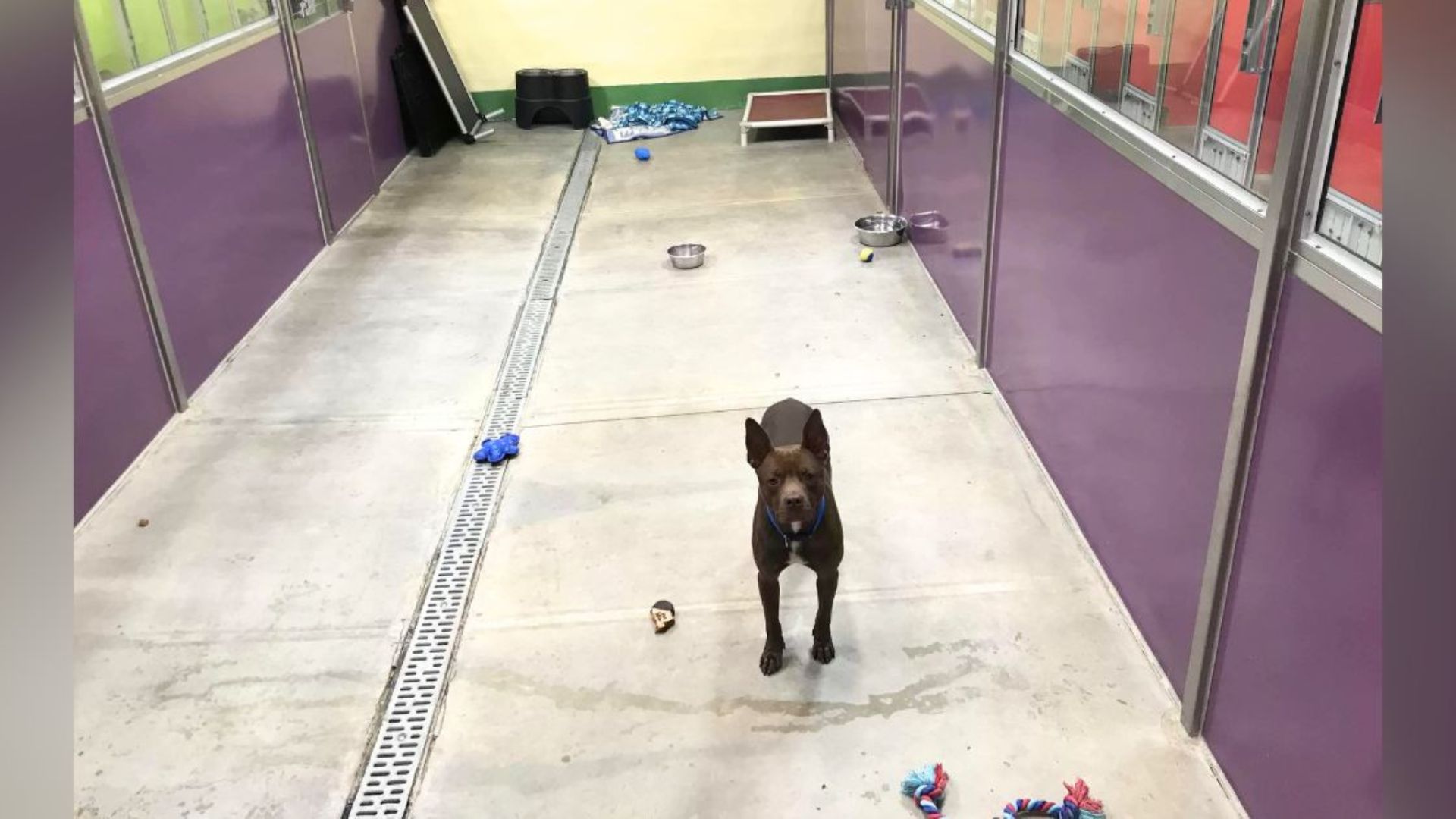 Pittie Gets Left Behind At The Shelter Not Knowing What He Did Wrong