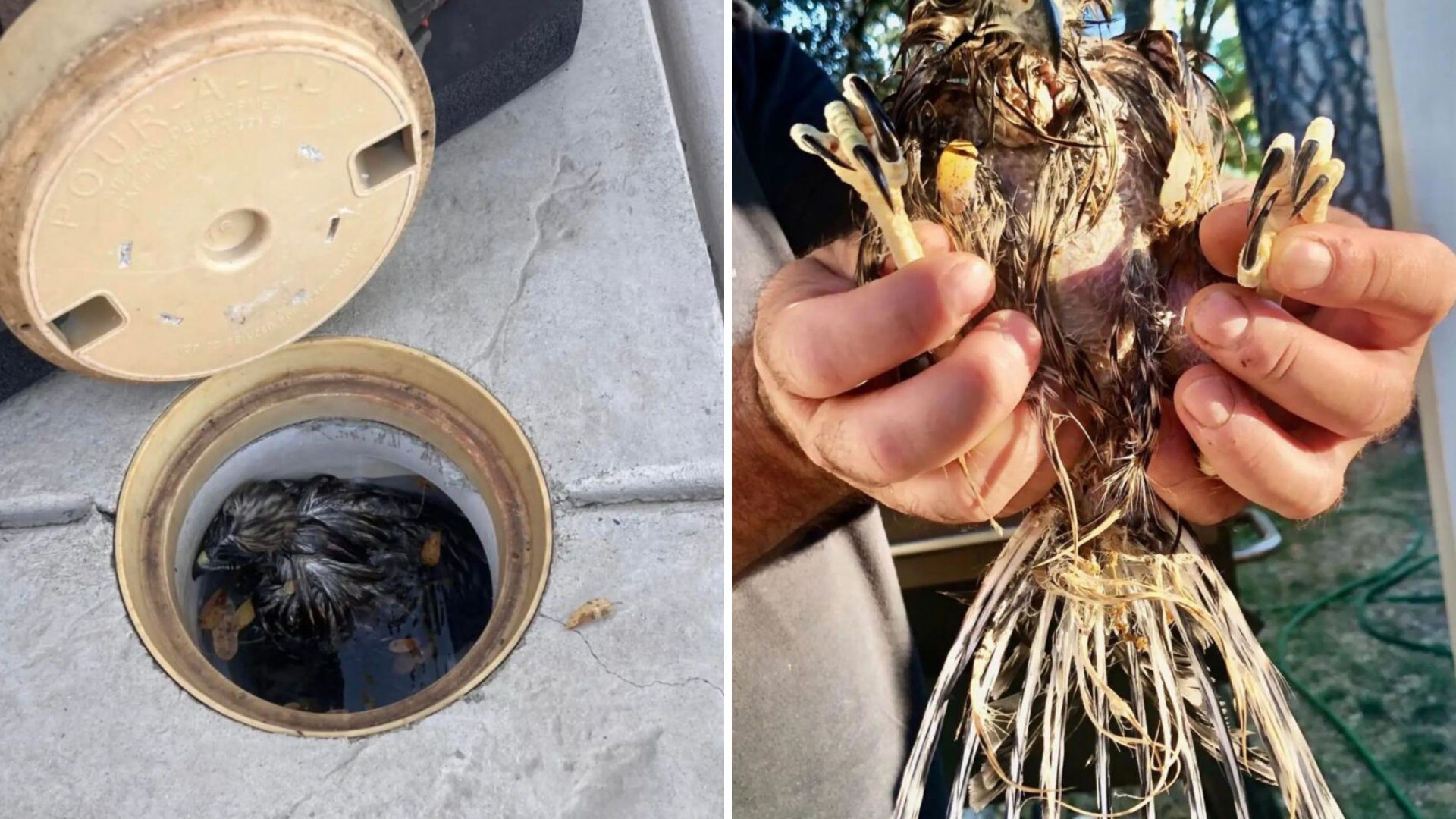 Pool Party Guests Shocked To Discover A Clump Of Feathers Inside The Filter