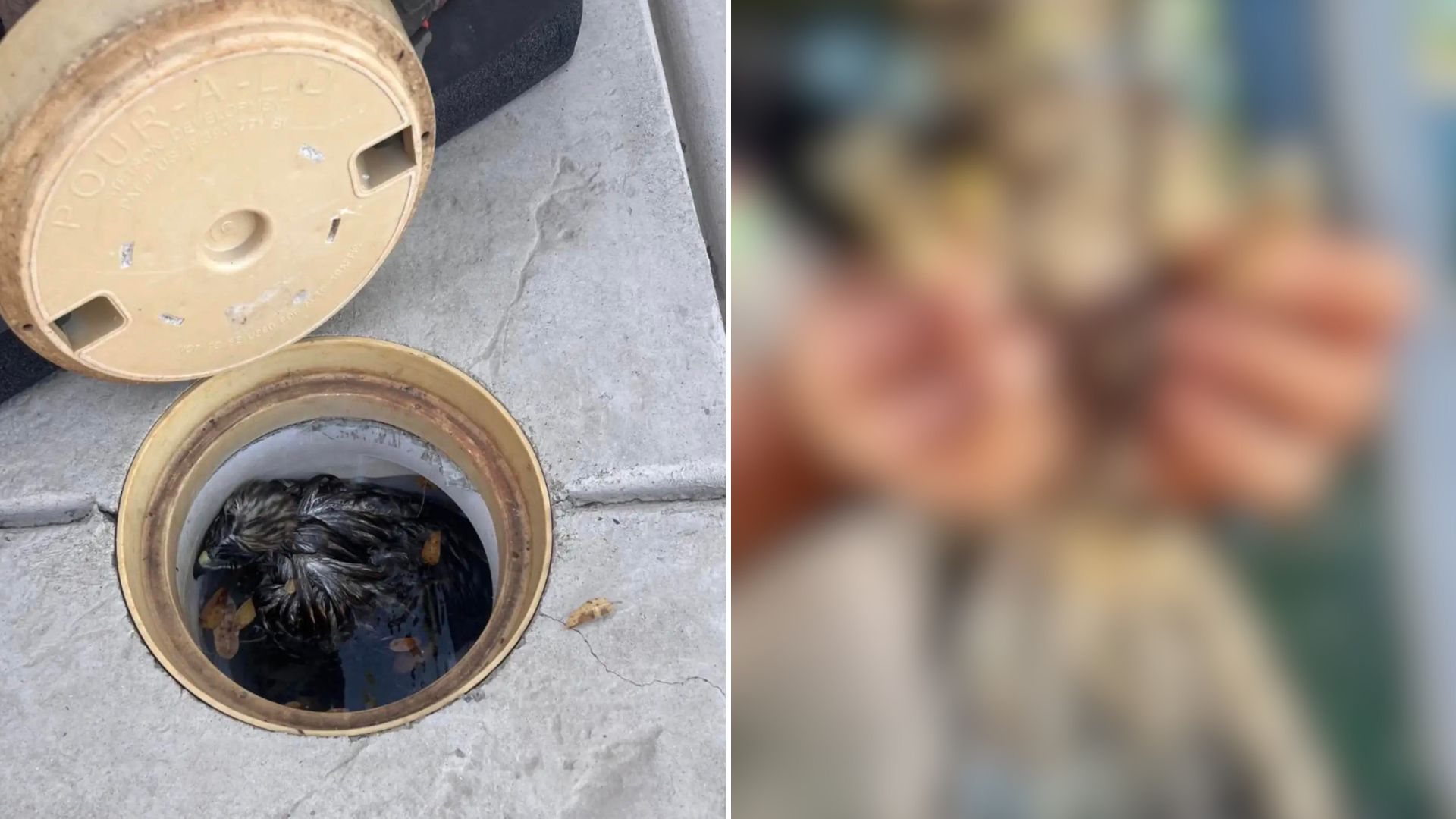 Pool Party Guests Shocked To Discover A Clump Of Feathers Inside The Filter